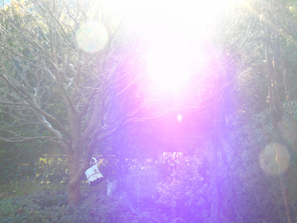 ©www.lichtwesenfotografie.com "Energiebälle und violette Energie der Transformation (hier: Für Weiblichkeit und innere Priesterschaft)"
