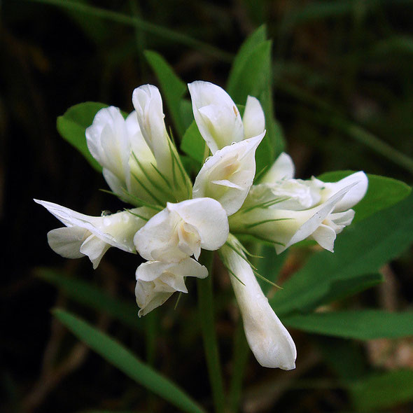 花は完璧な白色。　近辺にシャジクソウは多いが、白花はここでしか見ることができない