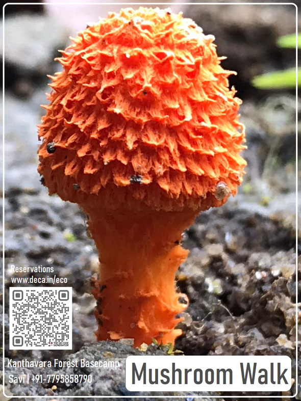 Mushroom walk