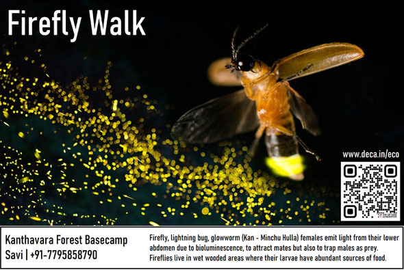 Firefly walk