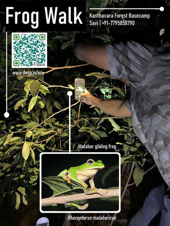 Frog Walk