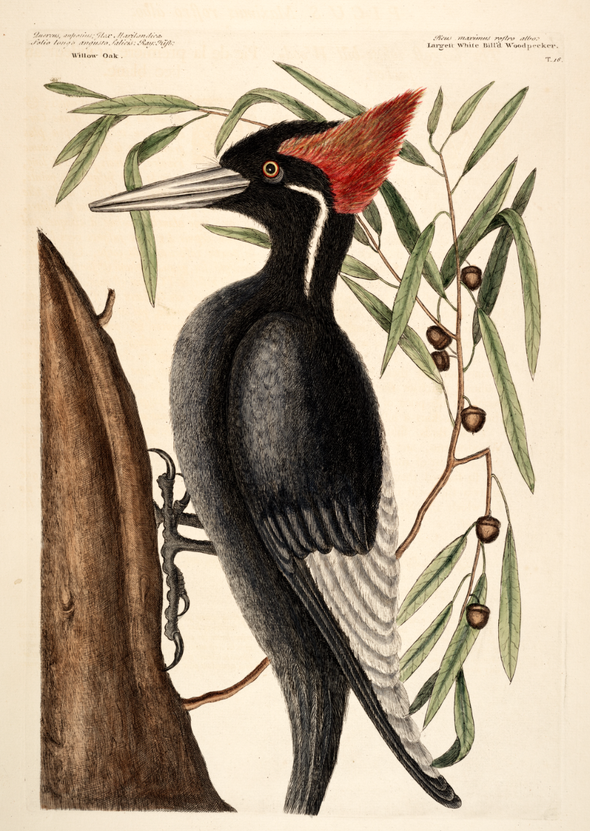Ivory-billed Woodpecker—EXTINCT