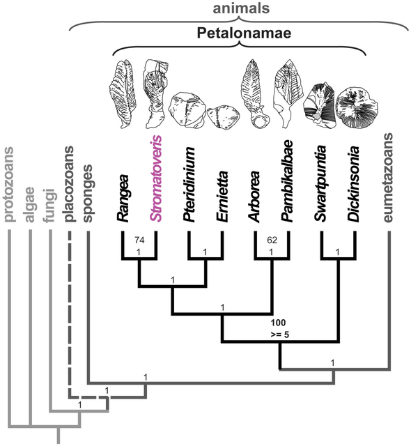 Evolution du vivant au Protéozoïque v - 4600 Ma à v - 541 Ma / Source Université de Lyon