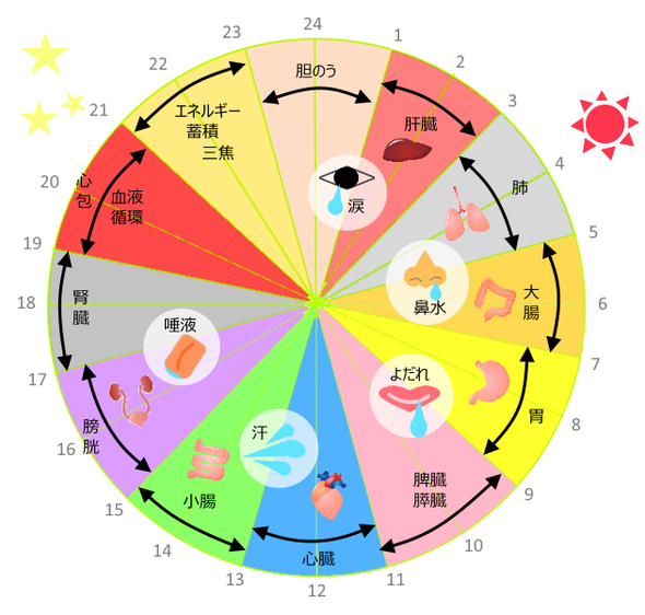 今度は、各臓器が活発に働くと言われている時間と、その臓器の影響により排出される場所を図にしてみました。これが正しいかは・・・？