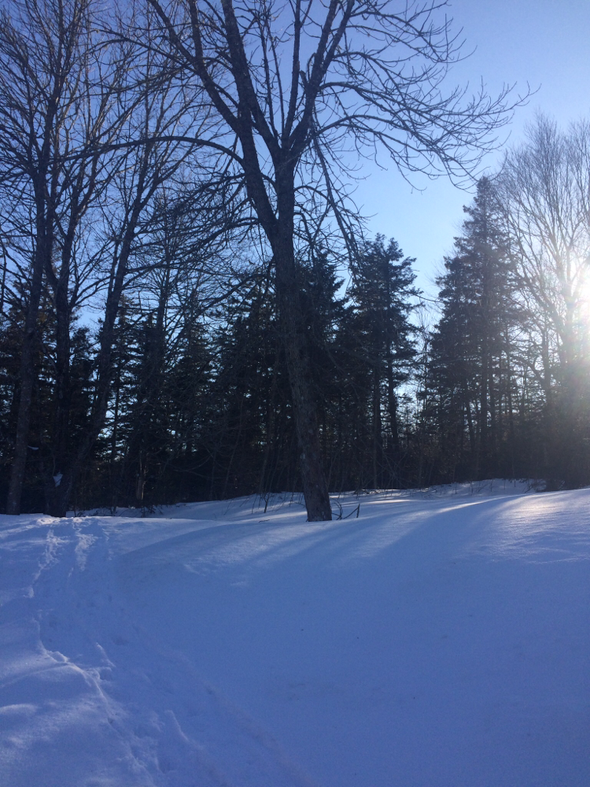 Tapper tracks up to the sugar woods.