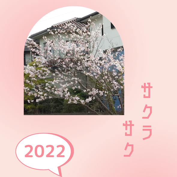 お店を出るとき見える桜。