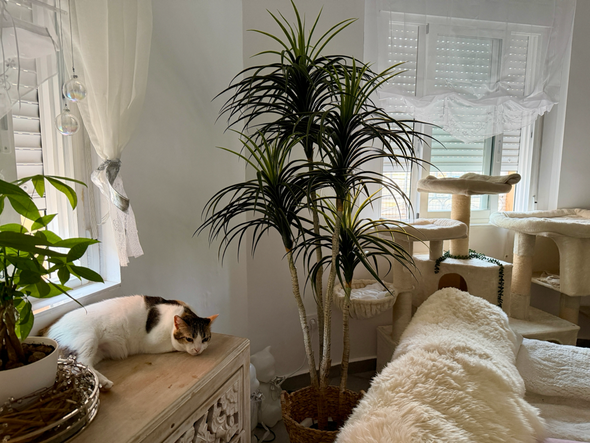 Das Katzenzimmer