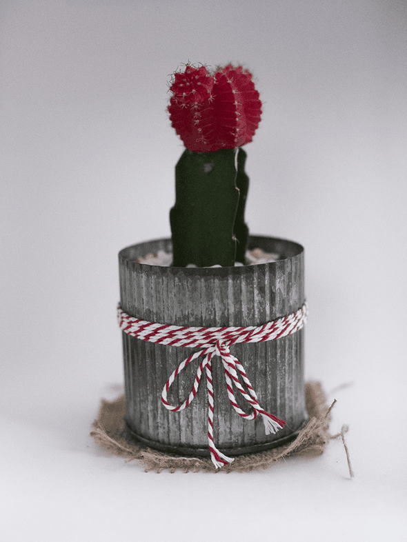 Cactus photographié dans une boîte à lumière avec un appareil photo Canon