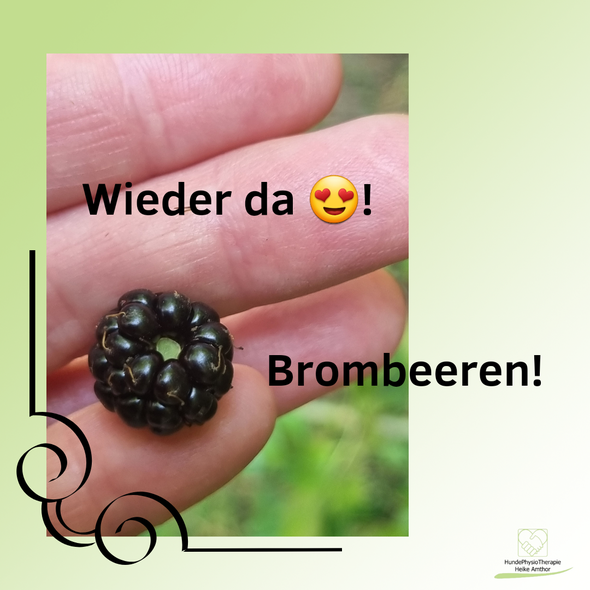 Brombeere in einer Hand, Brombeere, Flavonide, Vitamine, Hundefutter, gut für Hunde