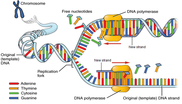 2 3 Transmission Of Genetic Information Pagina Web De Evaprofecmc