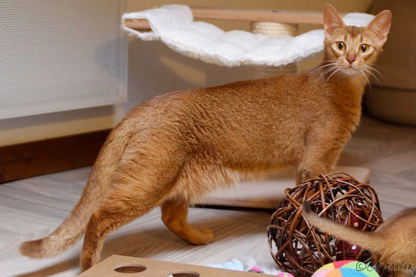 Abyssin Variant Ou Shorthair Somali Isal Club Des Chats Somali Et Abyssin