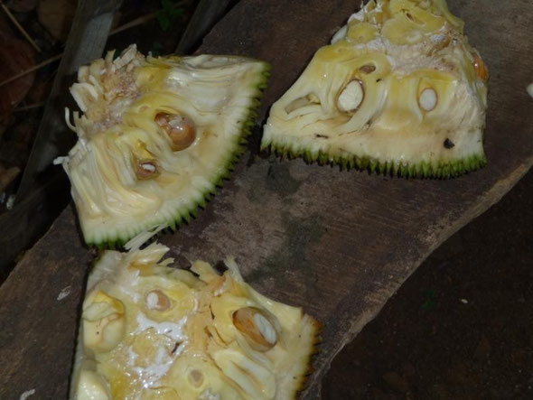 Jackfruit