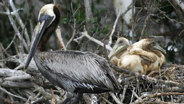A pelican and its chicks huddle near oil-stained water on Grand Terre Island near Grand Isle, Lousiana, June 9, 2010. UPI/A.J. Sisco.