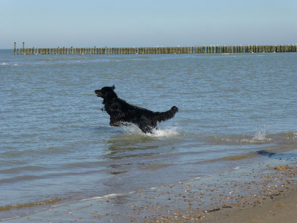 Im März 2015 in Zeeland (NL): mit Schwung ins Wasser