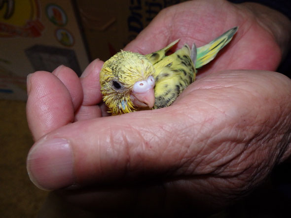 福岡県手乗りインコ小鳥販売店ペットショップミッキンに手乗りセキセイインコが仲間入りしました。