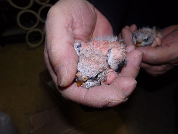 福岡手乗りインコ小鳥販売店ペットミッキンに手乗りローズアキクサインコのヒナが仲間入りしました。