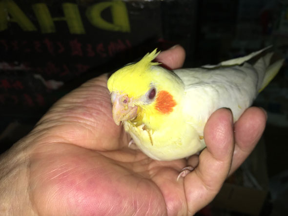 福岡県手乗りインコ小鳥販売店ペットショップミッキン 手乗りルチノーオカメインコのヒナが仲間入りしました。