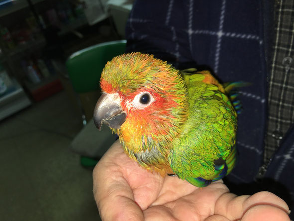 福岡県手乗りインコ小鳥販売店ペットミッキン 手乗りコガネメキシコインコのヒナが仲間入りしました。