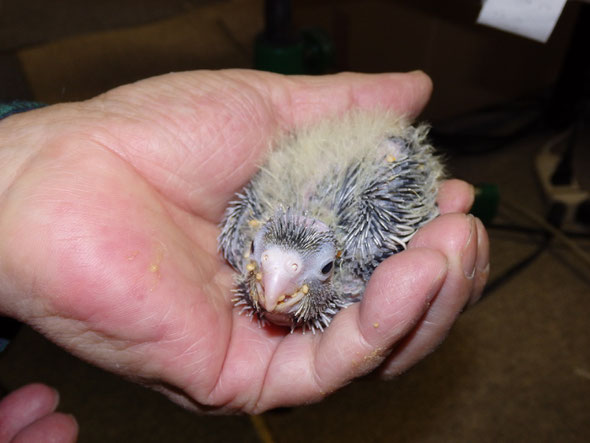 福岡兼手乗りインコ小鳥販売店ペットミッキンにて乗りオカメインコのパイドのヒナが仲間入りしました。