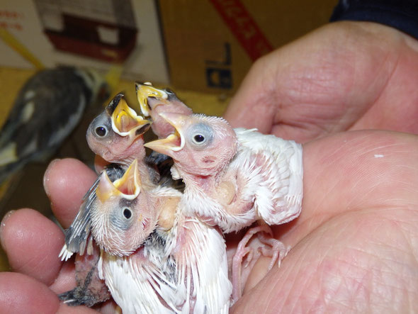 福岡県手乗りインコ小鳥販売店ペットショップミッキンに手乗り文鳥が仲間入りしました。