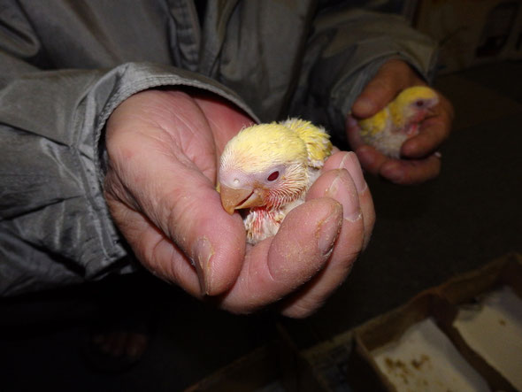 福岡県手乗りインコ小鳥販売店ペットショップミッキンにルチノーコザクラインコのヒナが仲間入りしました。