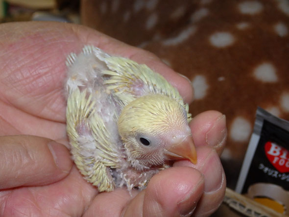 福岡県手乗りインコ小鳥販売店ペットミッキン 手乗りコザクラインコイエロー系が仲間入りしました。