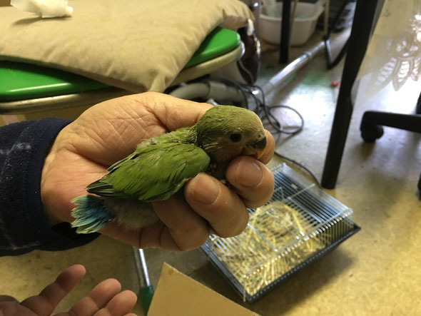 福岡県手乗りインコ小鳥販売店ペットミッキンに手乗りコザクラインコのグリーンのヒナが仲間入りしました。