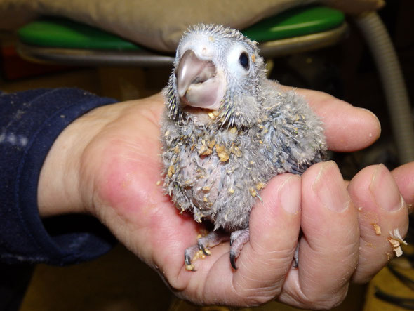 福岡県手乗りインコ小鳥販売店ペットショップミッキンに手乗りウロコインコのヒナが仲間入りしました。