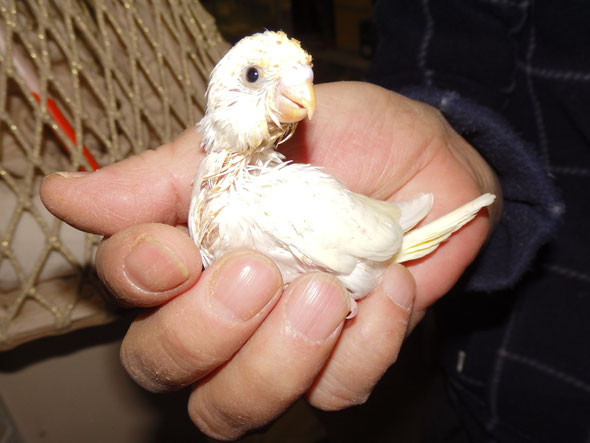 福岡県手乗りインコ小鳥販売店ペットミッキン　多分、手乗り羽衣セキセイインコヒナが産まれました（笑）