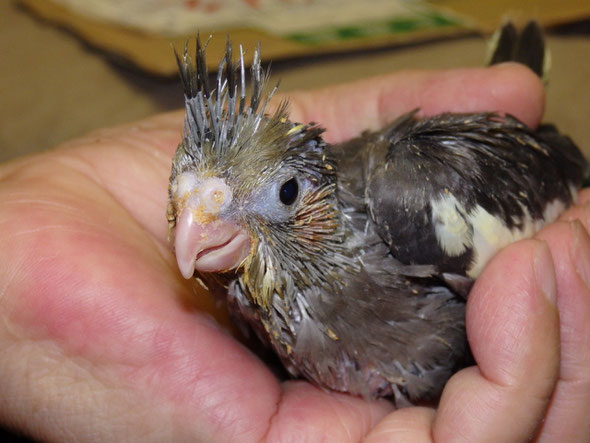 福岡県手乗りインコ小鳥販売店ペットショップミッキンに手乗りグレーオカメインコのヒナが仲間入りしました。