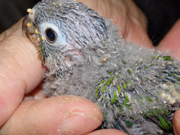 福岡県手乗りインコ小鳥販売店ペットショップミッキンに手乗りウロコインコのヒナが仲間入りしました。