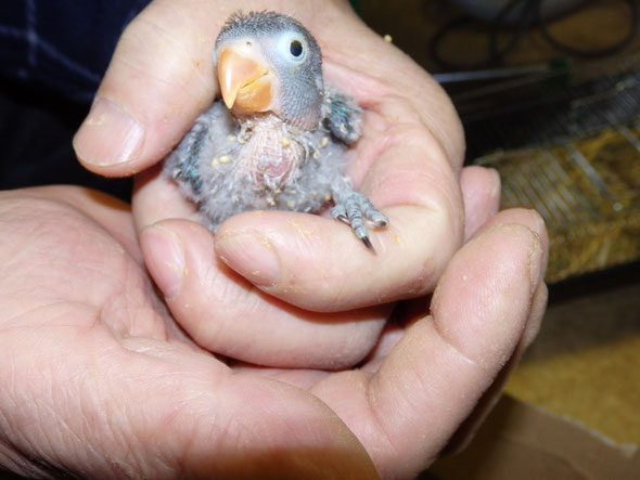 手乗りインコ小鳥販売店ペットミッキンに手乗り青ボタンインコのヒナが仲間入りしました。