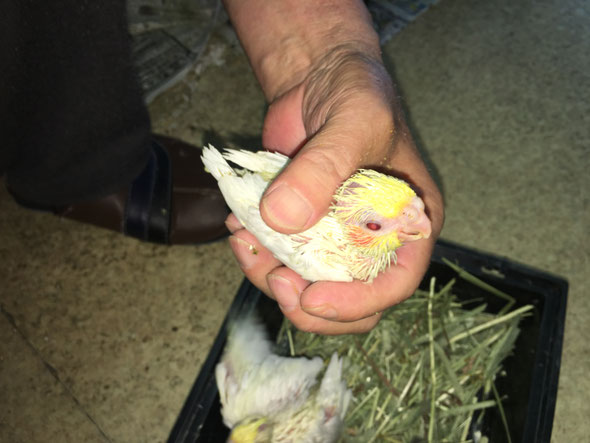福岡県手乗りインコ小鳥販売店ペットショップミッキン 手乗りルチノーオカメインコヒナが仲間入りしました。本場の静岡産です。