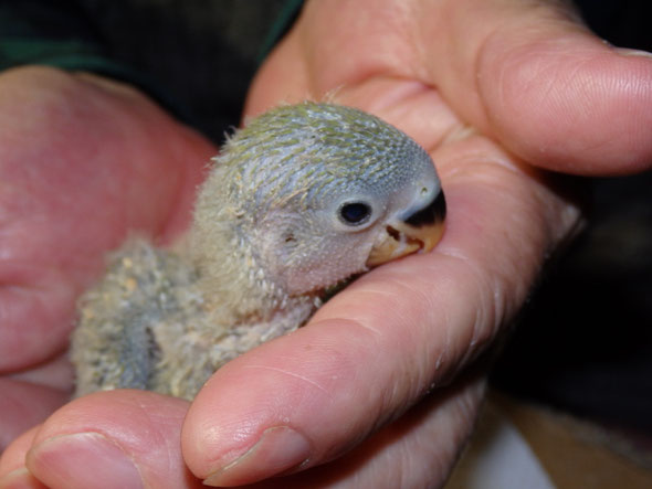 福岡県手乗りインコ小鳥販売店ペットショップミッキン　手乗りコザクラインコヒナが仲間入りしました