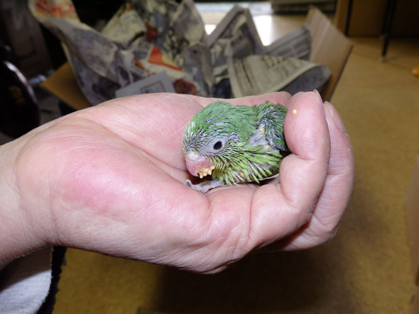 福岡県手乗りインコ小鳥販売店ペットショップミッキンに手乗りマメルリハインコのグリーンのヒナが仲間入りしました。