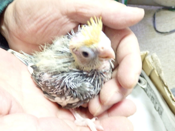 福岡県手乗りインコ小鳥販売店ペットショップミッキンに手乗りオカメインコが仲間入りしました。