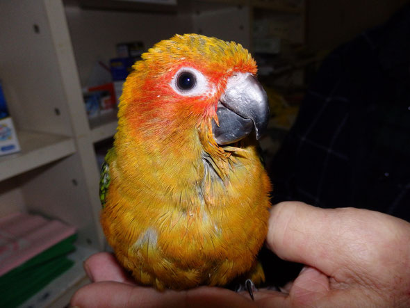 福岡県手乗りインコ小鳥販売店ペットミッキンに手乗りコガネメキシコインコのヒナが仲間入りしました。