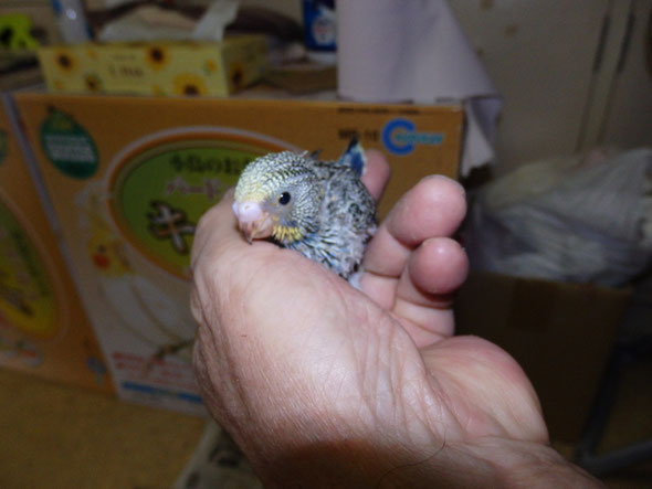 パイド高級セキセイインコの手乗りヒナ