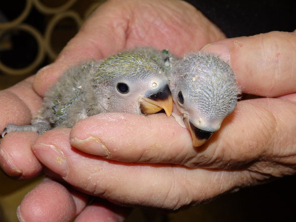 福岡手乗りインコ小鳥販売店ペットミッキンに手乗りコザクラインコのヒナが仲間入りしました。