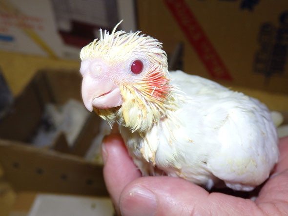 手乗りルチノーオカメインコのヒナが仲間入りしました。