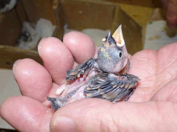福岡県手乗りインコ小鳥販売店ペットショップミッキンに手乗り文鳥のヒナが仲間入りしました。