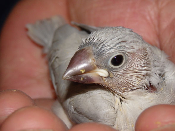 福岡県手乗りインコ小鳥販売店ペットショップミッキンに手乗りパステルシルバー文鳥のヒナが仲間入りしました。