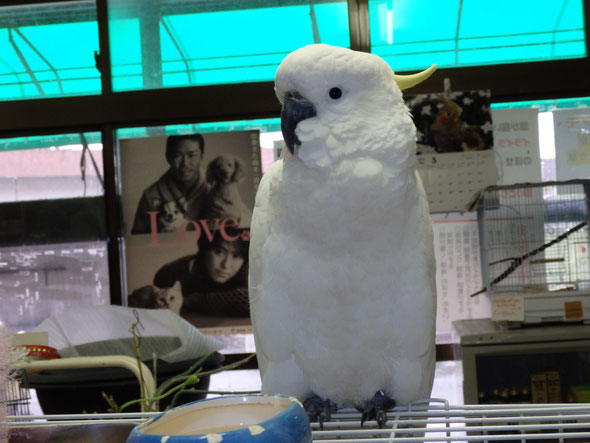 福岡県手乗りインコ小鳥販売店ペットショップミッキン　手乗りキバタンオウムのヒナが仲間入りしました。