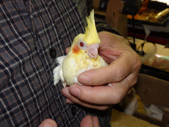 福岡県手乗りインコ小鳥販売店ペットショップミッキン 手乗りオカメインコルチノーのヒナが仲間入りしました。