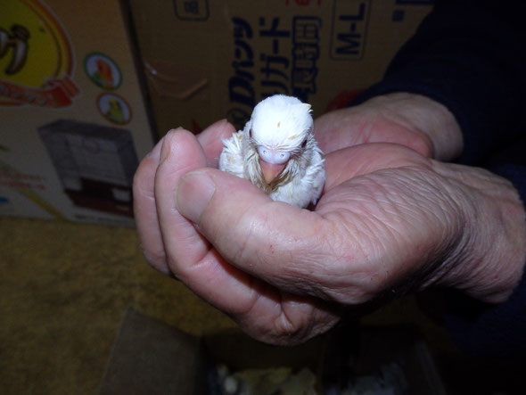 福岡県手乗りインコ小鳥販売店ペットショップミッキンに手乗りアルビノセキセイインコのヒナが仲間入りしました。