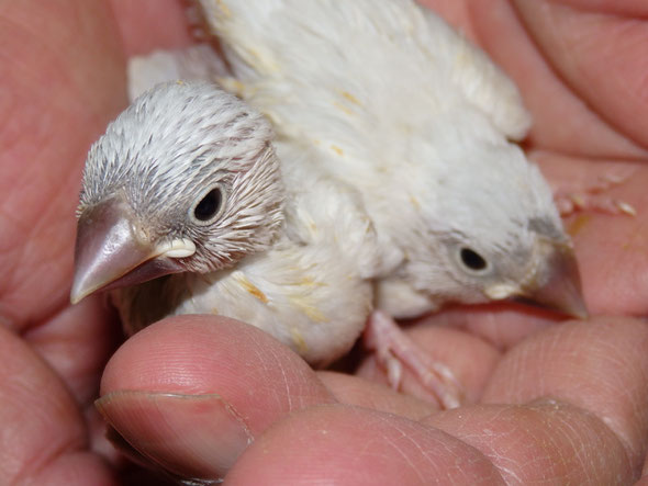 ペットミッキンに手乗りパステルシルバー文鳥のヒナが仲間入りしました。