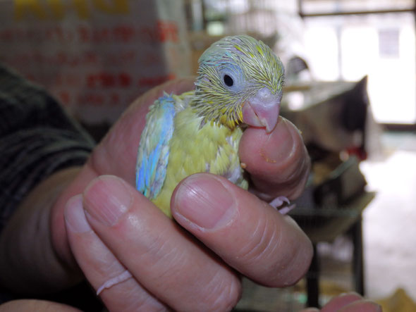 福岡県手乗りインコ小鳥販売店ペットショップミッキン　手乗りマメルリハインコが仲間入りしました。