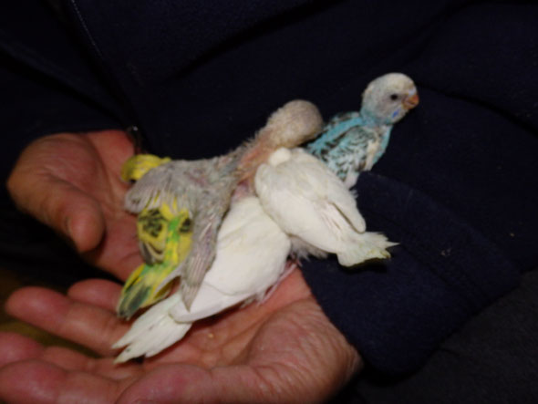 福岡県手乗りインコ小鳥販売店ペットショップミッキン　手乗りセキセイインコのヒナが仲間入りしました。