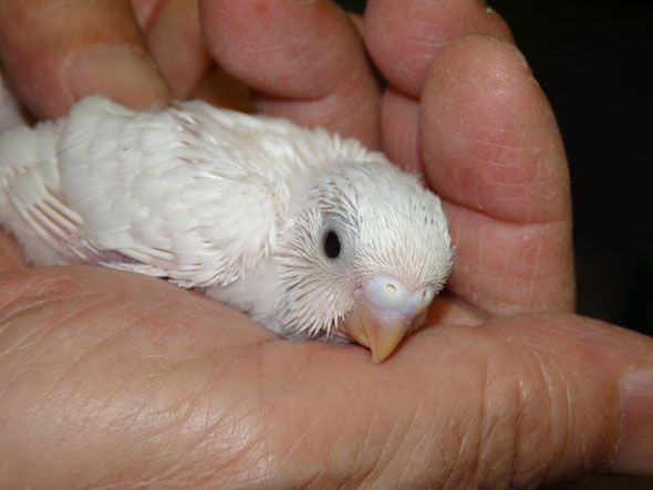 福岡県手乗りインコ小鳥販売店ペットショップミッキンに手乗り高級セキセイインコのヒナが仲間入りしました。