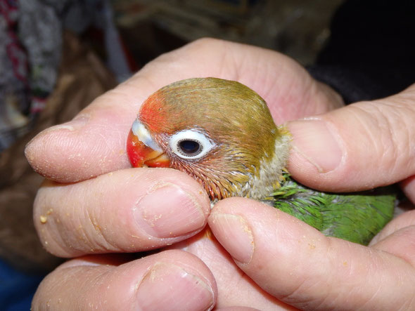 福岡県手乗りインコ小鳥販売店ペットショップミッキンに手乗りボタンインコのヒナが仲間入りしました。